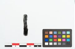 Foto von Gagatring (NHMW-PRAE-025902)
